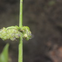 Limnophyton obtusifolium (L.) Miq.